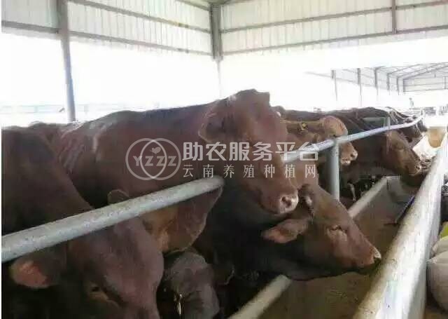 曲靖会泽海共黄牛养殖场 供应量1050头图4