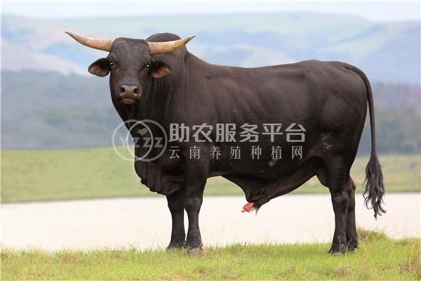 曲靖会泽海共黄牛养殖场 供应量1050头图5