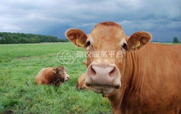 曲靖会泽海共黄牛养殖场 供应量1050头图8