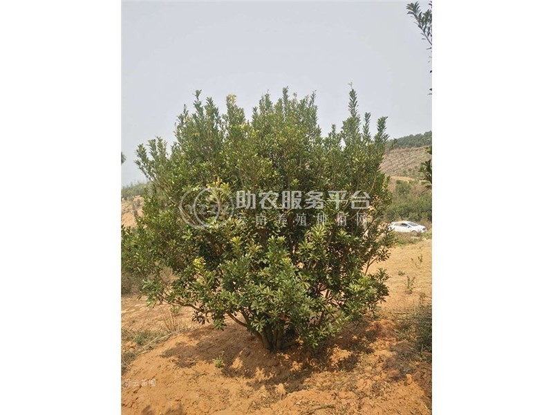 丽江永胜志德杨梅种植基地供应量2.5吨图1