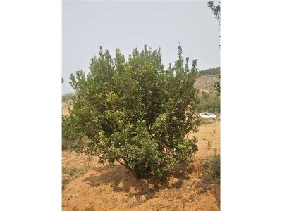 丽江永胜志德杨梅种植基地供应量2.5吨