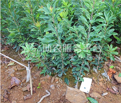 丽江永胜志德杨梅种植基地供应量2.5吨图2