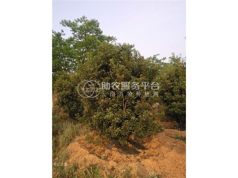 丽江永胜志德杨梅种植基地供应量2.5吨图3