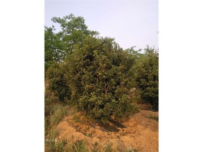 丽江永胜志德杨梅种植基地供应量2.5吨图3