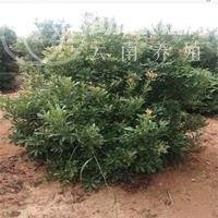 丽江永胜志德杨梅种植基地供应量2.5吨图4