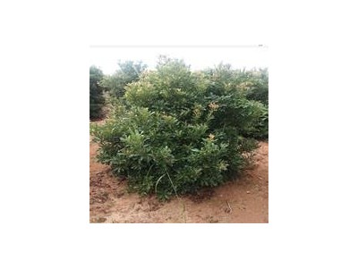 丽江永胜志德杨梅种植基地供应量2.5吨图4