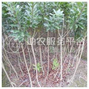 丽江永胜志德杨梅种植基地供应量2.5吨图5