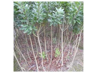 丽江永胜志德杨梅种植基地供应量2.5吨图5