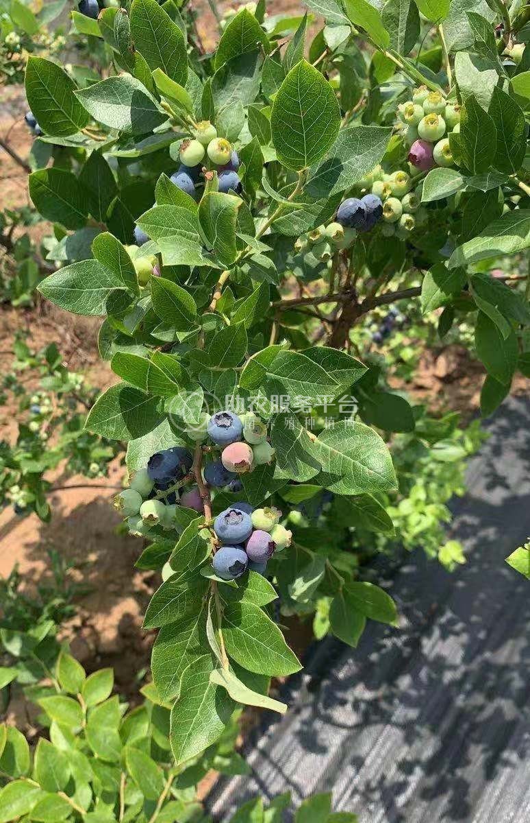 保山千亩蓝莓种苗基地供应量3万棵图1