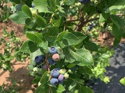 保山千亩蓝莓种苗基地供应量3万棵