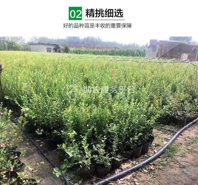 保山千亩蓝莓种苗基地供应量3万棵图2