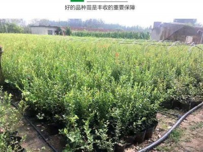 保山千亩蓝莓种苗基地供应量3万棵图2
