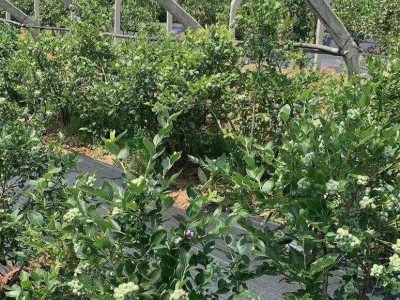 保山千亩蓝莓种苗基地供应量3万棵图3