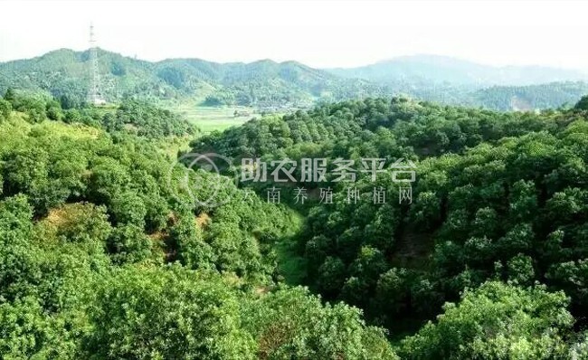 丽江永胜志德杨梅种植基地供应量2.5吨图6