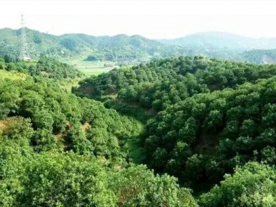 丽江永胜志德杨梅种植基地供应量2.5吨图6