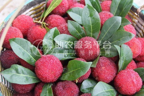 曲靖陆良召夸杨小邱杨梅种植中心   供应量9吨图3