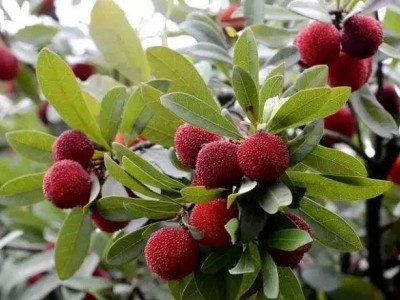 曲靖陆良召夸杨小邱杨梅种植中心   供应量9吨图8