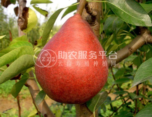大理巍山朝阳红雪梨产销朝阳合作社供应量10吨图2