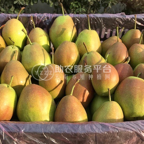 大理巍山朝阳红雪梨产销朝阳合作社供应量10吨图4