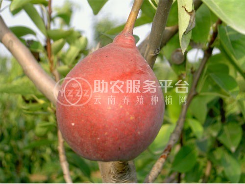 大理巍山朝阳红雪梨产销朝阳合作社供应量10吨图5