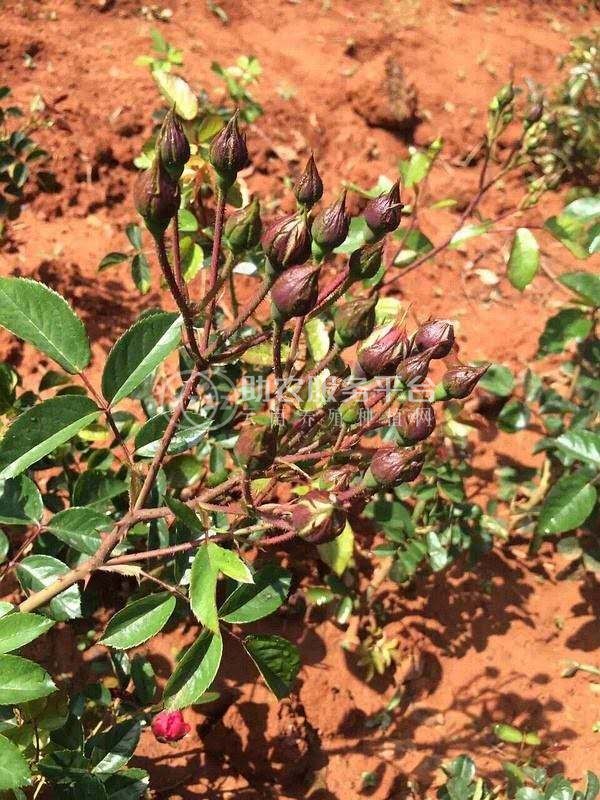 曲靖宣威市方左芬玫瑰花苞种植中心 供应量10吨图5