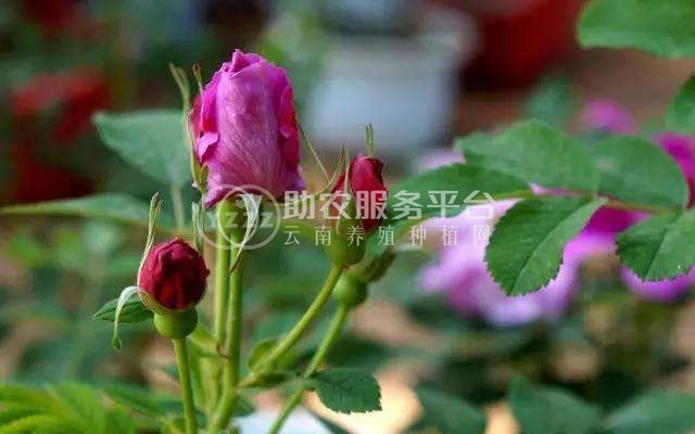 楚雄金边玫瑰种植基地供应2吨图2