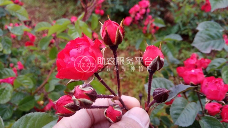 曲靖宣威市方左芬玫瑰花苞种植中心 供应量10吨图1