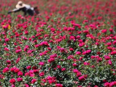 曲靖宣威市方左芬玫瑰花苞种植中心 供应量10吨图3