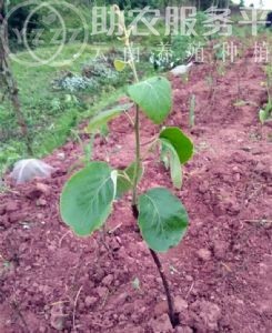 丽江晨希猕猴桃种植基地4.5吨图1