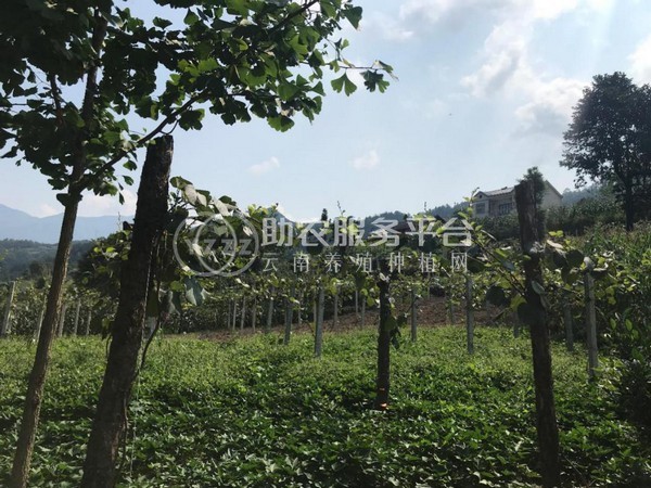 丽江晨希猕猴桃种植基地4.5吨图2