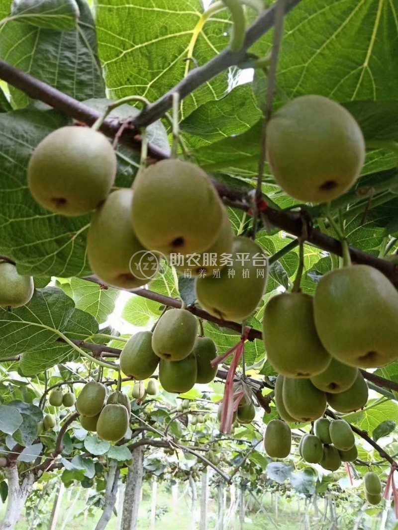 丽江晨希猕猴桃种植基地4.5吨图4