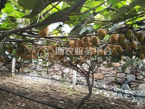 丽江晨希猕猴桃种植基地4.5吨图5