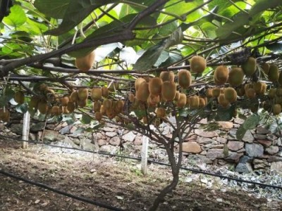 丽江晨希猕猴桃种植基地4.5吨图5