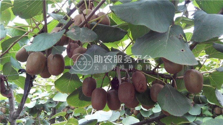 丽江晨希猕猴桃种植基地4.5吨图6