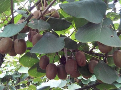 丽江晨希猕猴桃种植基地4.5吨图6