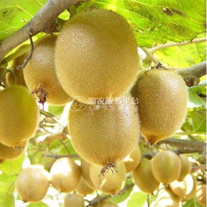 丽江晨希猕猴桃种植基地4.5吨图7
