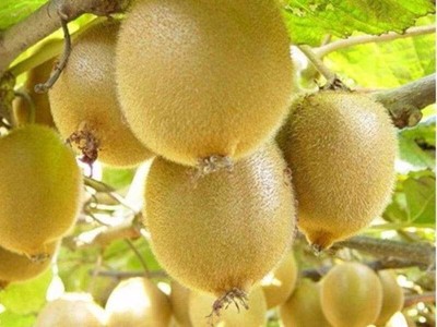 丽江晨希猕猴桃种植基地4.5吨图7