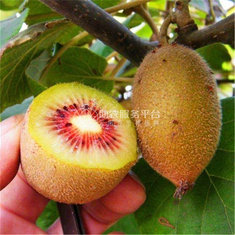 丽江晨希猕猴桃种植基地4.5吨图8
