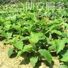 丽江晨希猕猴桃种植基地4.5吨图9