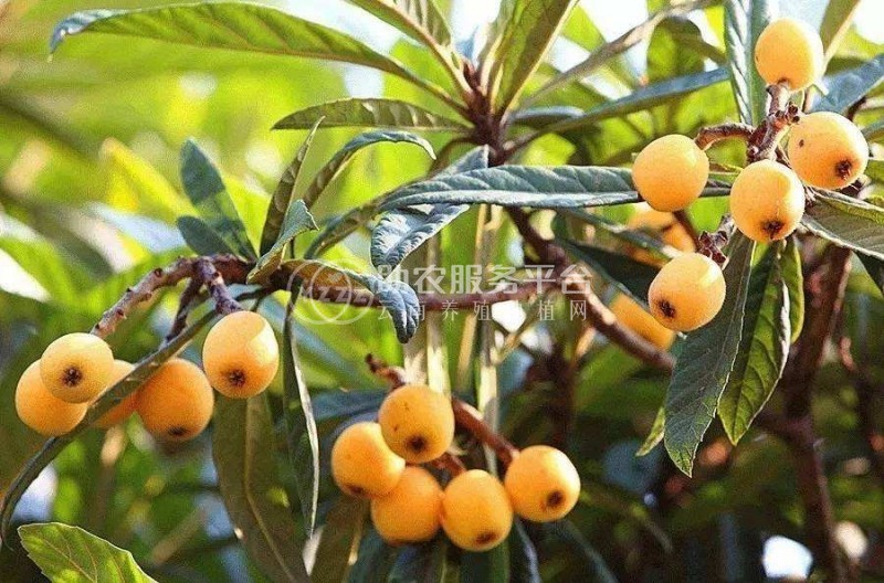 曲靖陆良召夸镇彩仙枇杷种植中心    供应量 12吨图3
