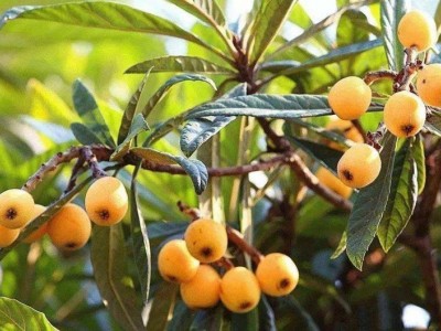 曲靖陆良召夸镇彩仙枇杷种植中心    供应量 12吨图3