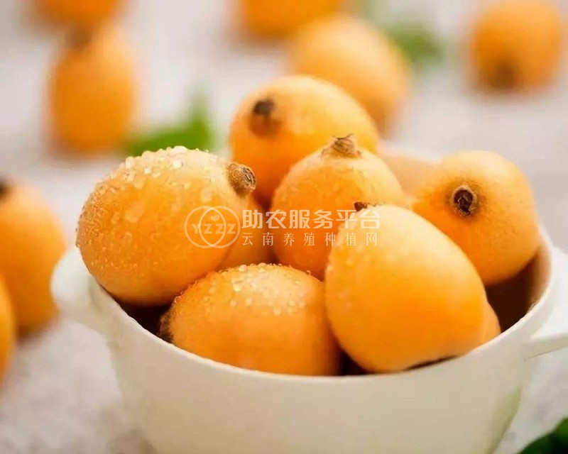 曲靖陆良召夸镇彩仙枇杷种植中心    供应量 12吨图1