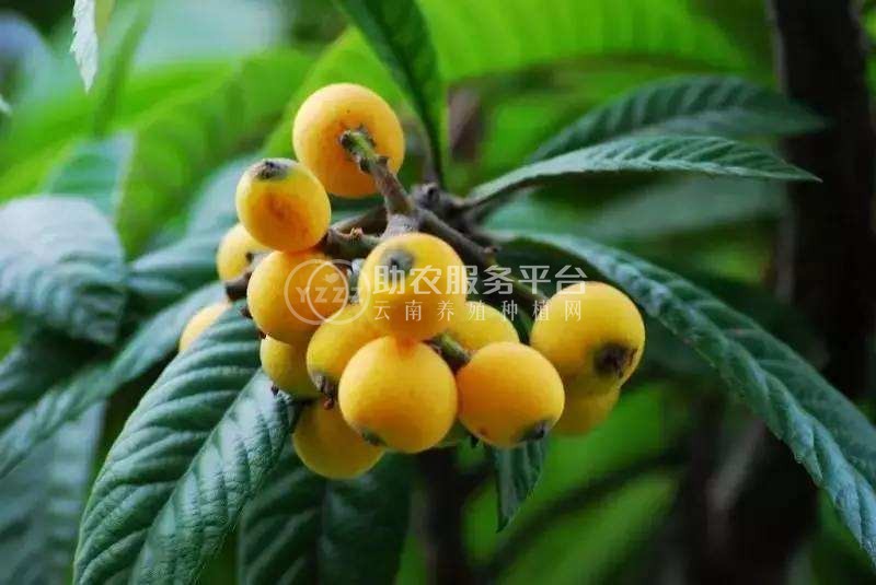曲靖陆良召夸镇彩仙枇杷种植中心    供应量 12吨图7