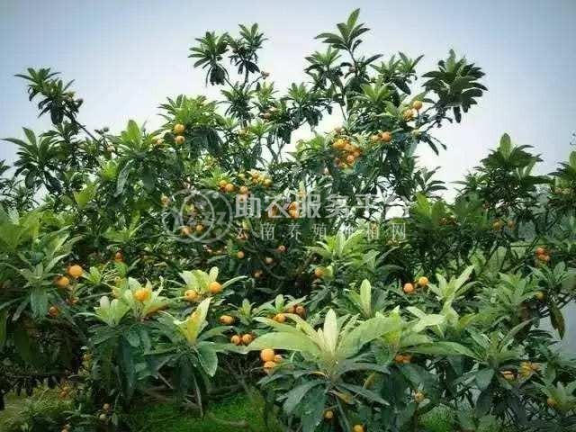 曲靖陆良召夸镇彩仙枇杷种植中心    供应量 12吨图6