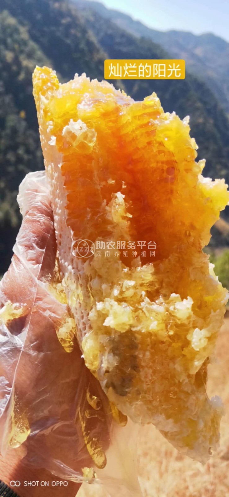 大理巍山野坝蜜蜂养殖专业合作社供应量2吨图3