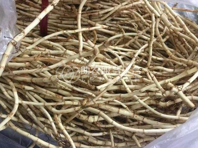 曲靖红班农业鱼腥草种植中心 供应量10吨图1