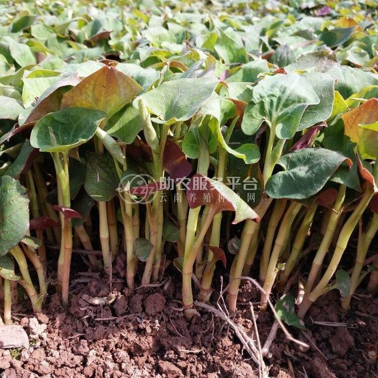 曲靖红班农业鱼腥草种植中心 供应量10吨图4