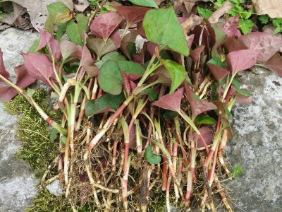 曲靖红班农业鱼腥草种植中心 供应量10吨图9