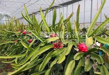 曲靖市麒麟区红火龙果种植中心  供应量15吨图2