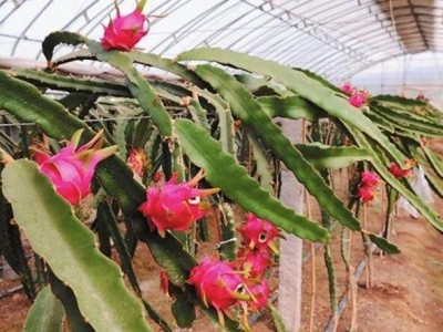 曲靖市麒麟区红火龙果种植中心  供应量15吨图3